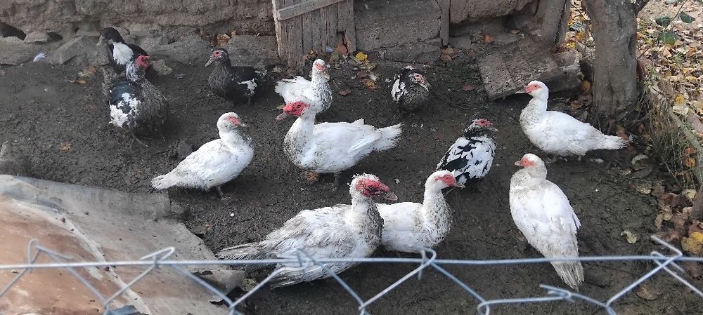 Rate lesesti de vanzare