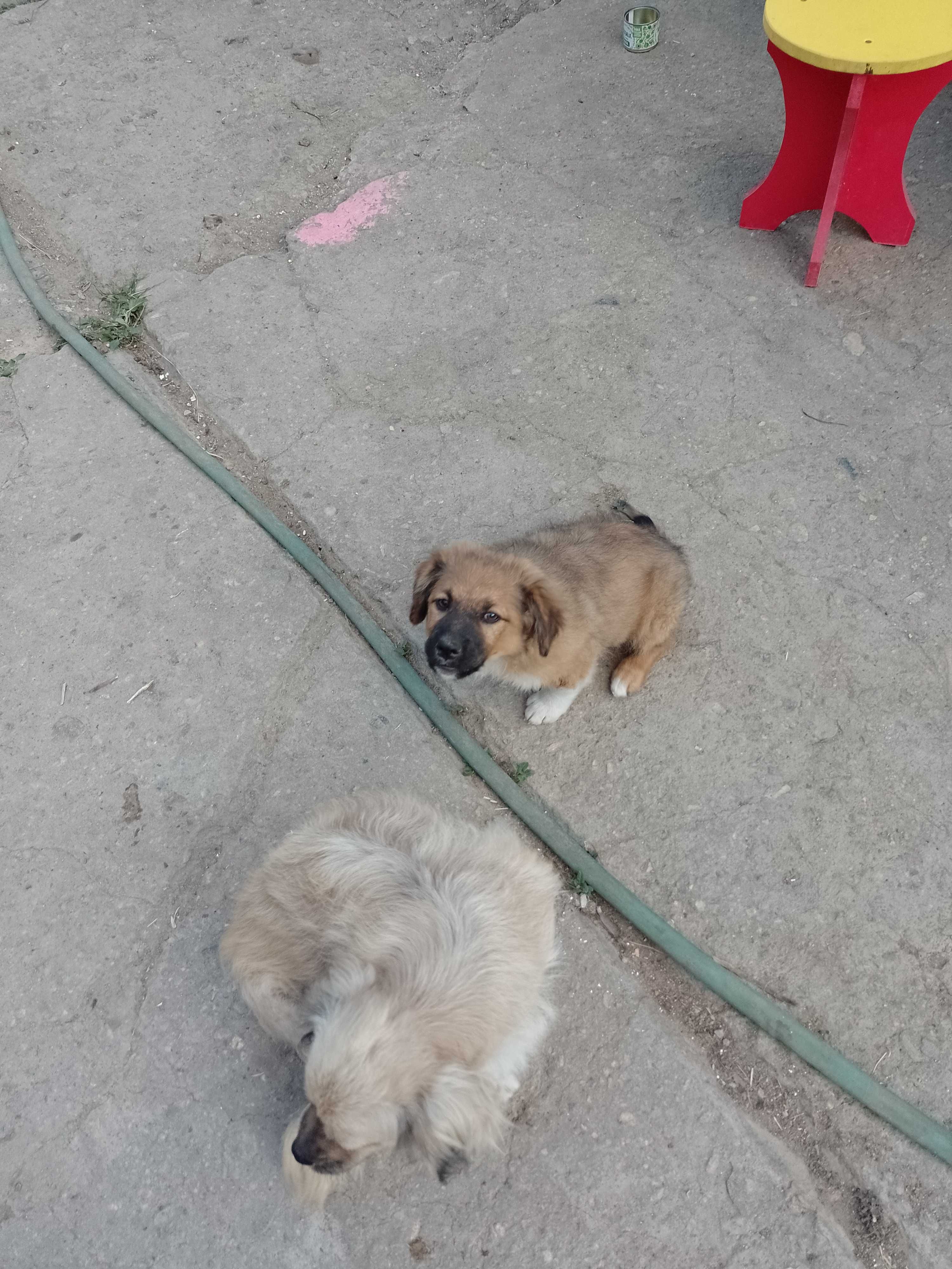 Donez catelusa de aprox 3 luni , maronie , Pianu de Sus
