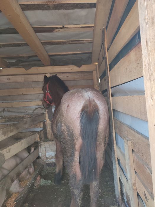 Vând mînz de 8 luni