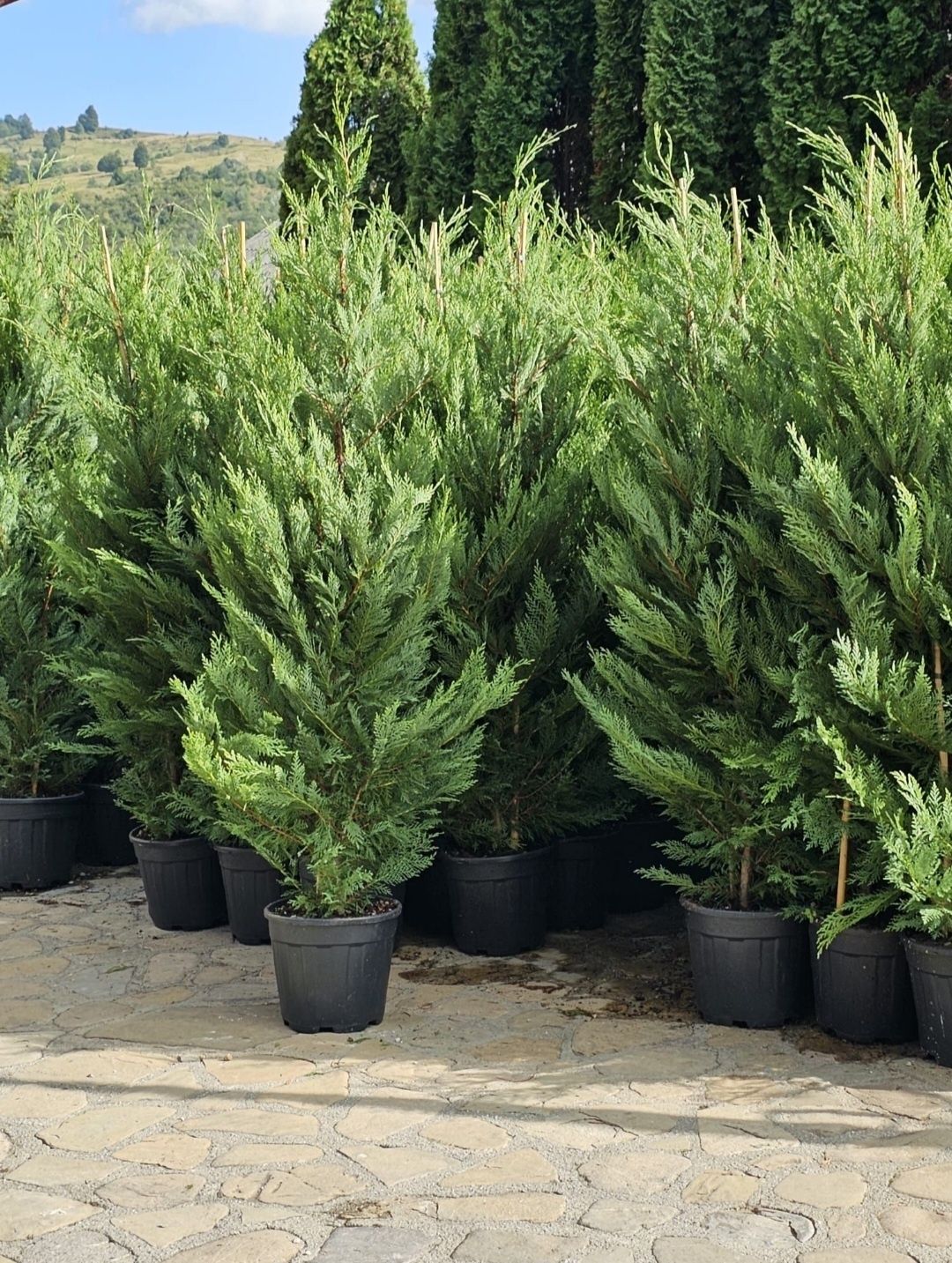 Cupressus leylandii 2.3m - 2.5m/ calite extra/ oferim livrare