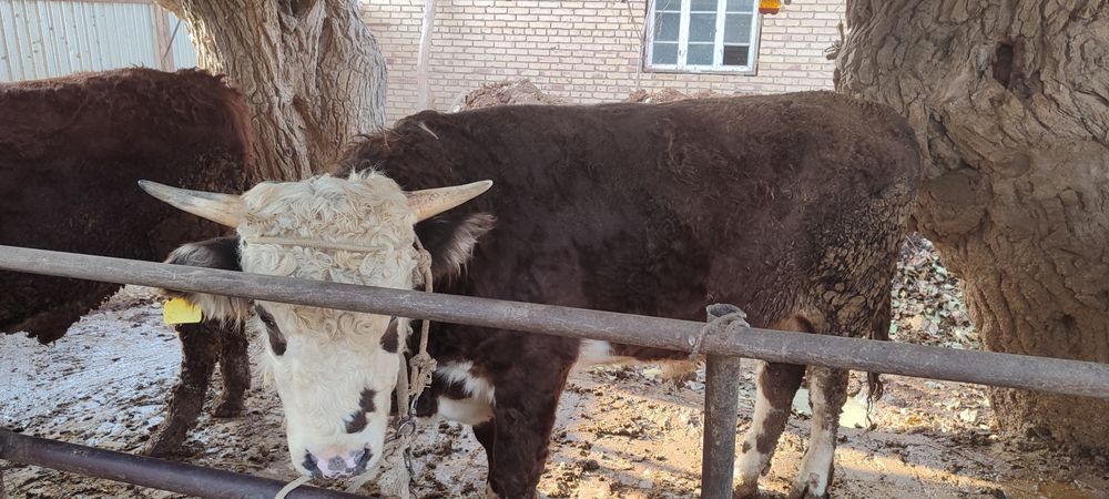 Boqma mollar. 65000 soʻm