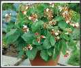 Runner Bean-(Dwarf) Hestia -50Fasole de teci, cu flori comestibile