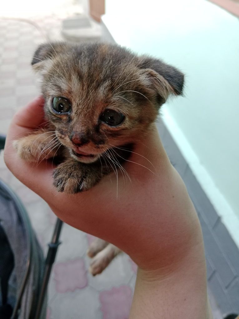 Отдадим котёнка в хорошие руки