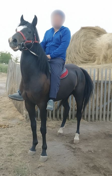 Продам лошадь полукровка