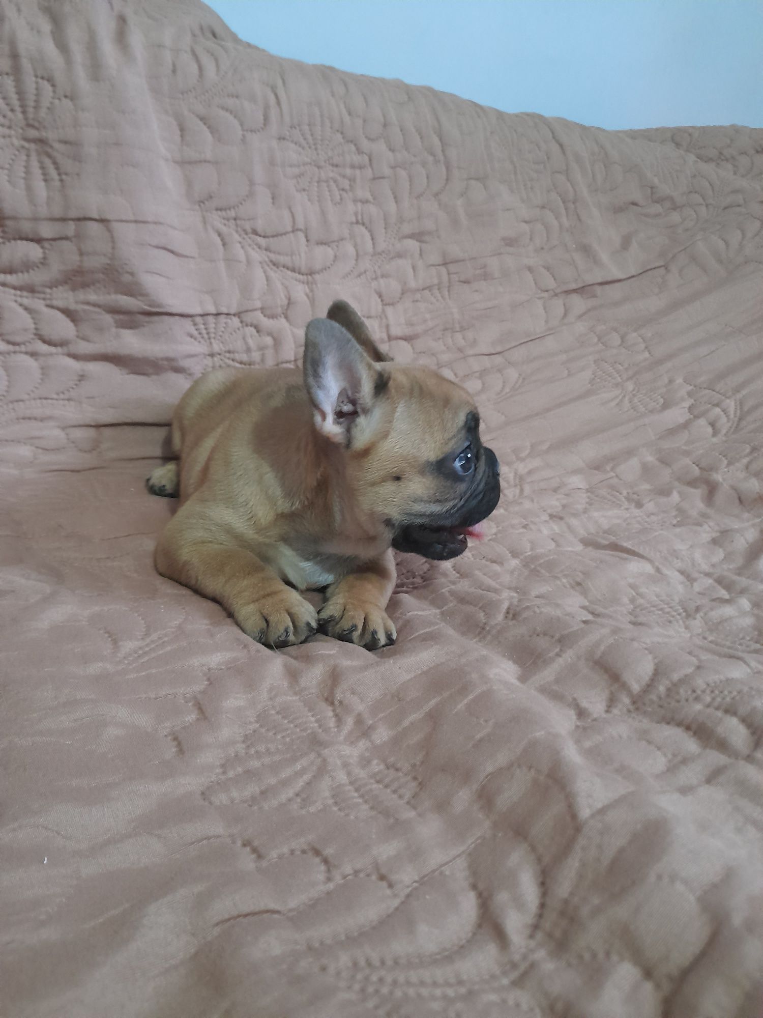 Bulldog francez talie mica