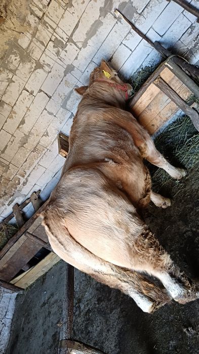 Vând vițel  Angus,undeva la 300 de kilograme