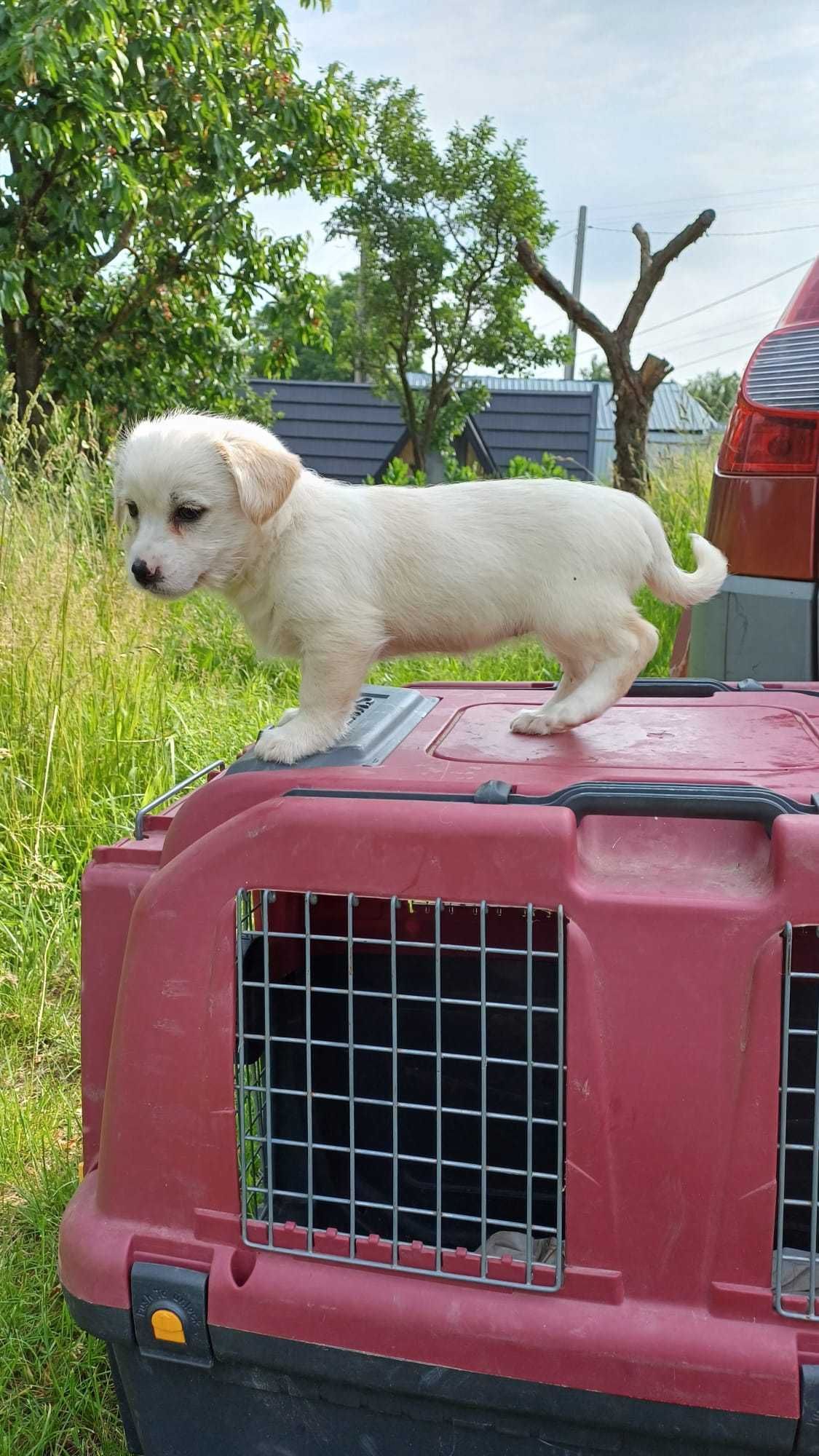 DONEZ : căței drăgălași / talie mică spre medie: mama are 12 kg