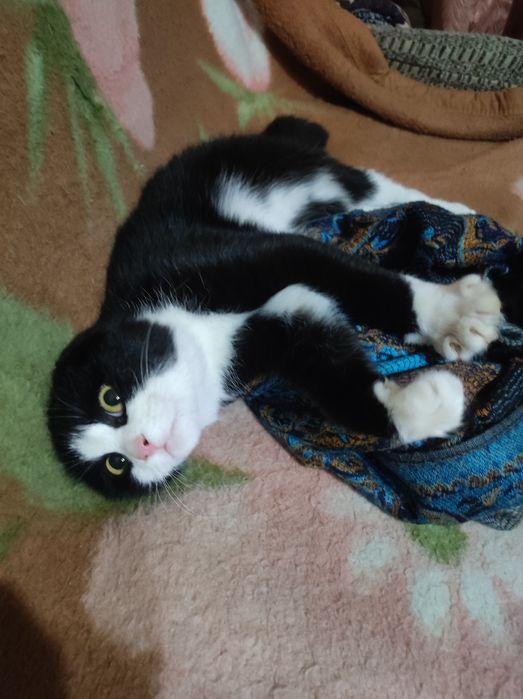 Котёнок 5месяцев , девочка