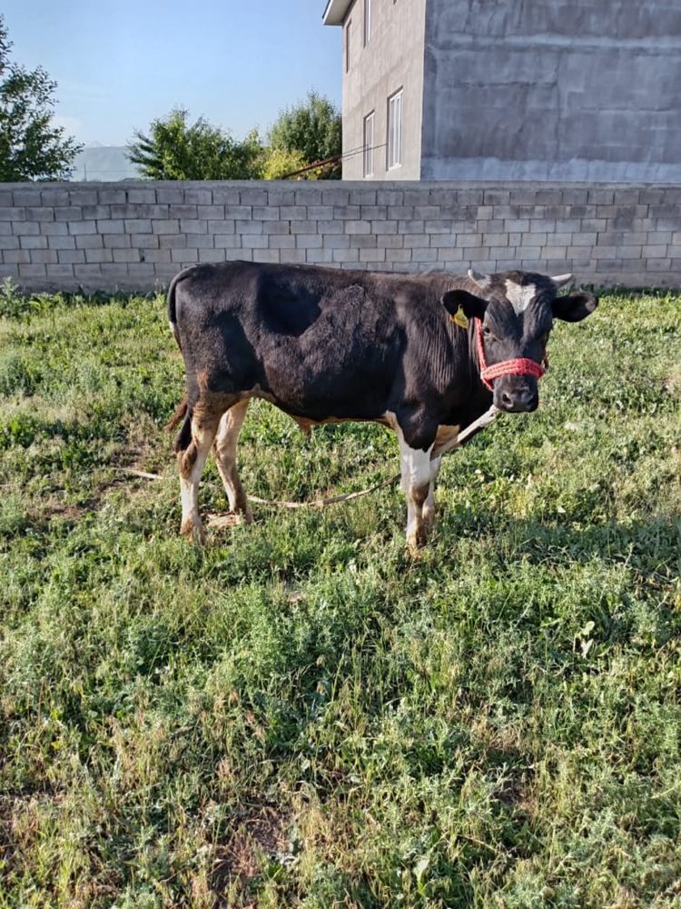 Продается бык находится село узынагаш