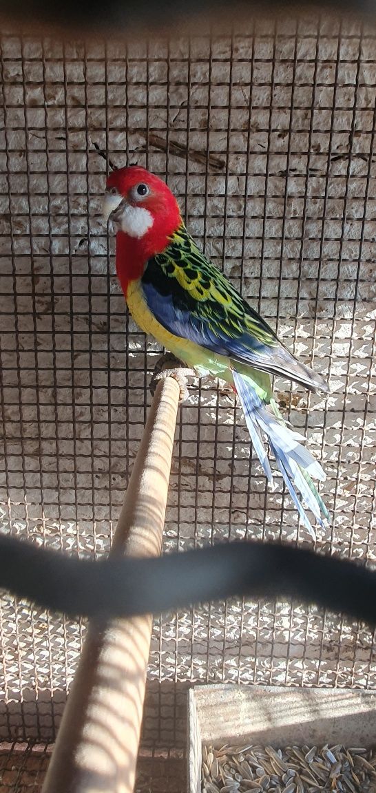 Vand papagal rosella standard