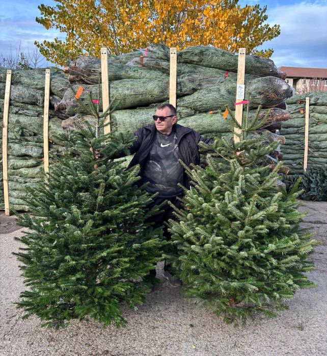 Vand Brazi Craciun Nordman Calitate Premium si I