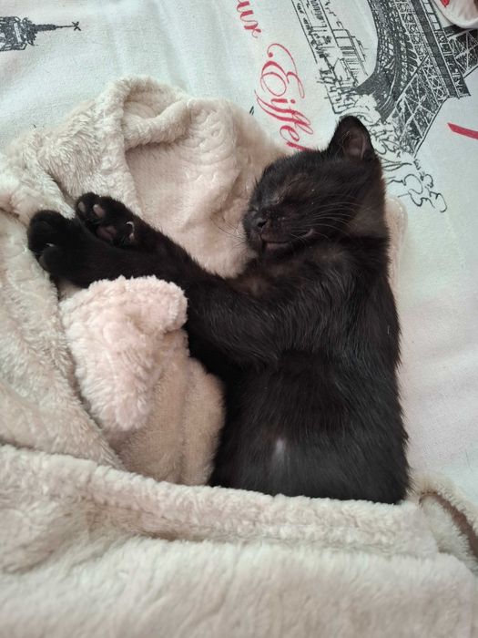 Отдам котенка в хорошие руки