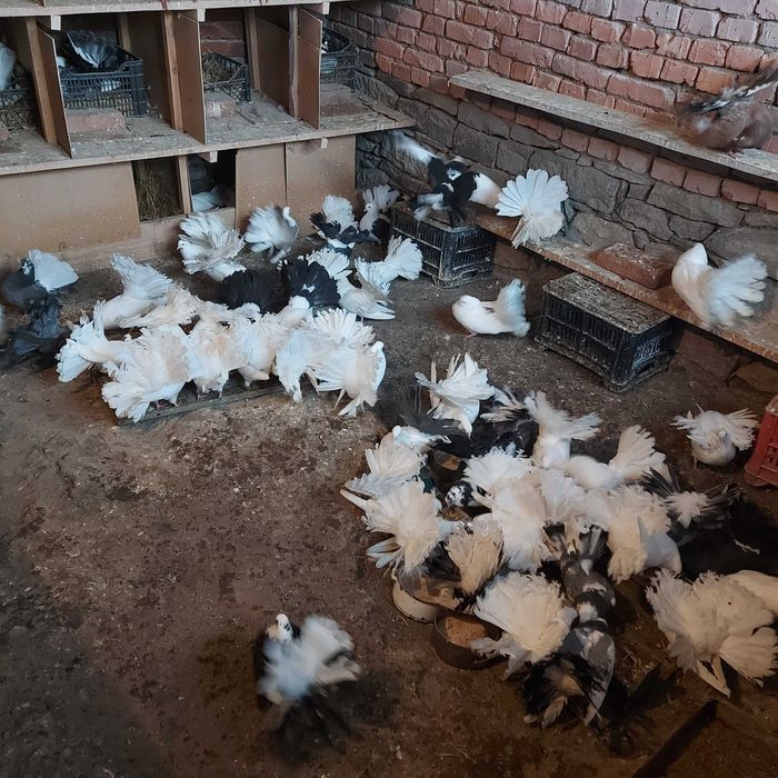 Продавам гълъби Финерлии - бели, сиви и пъстри.