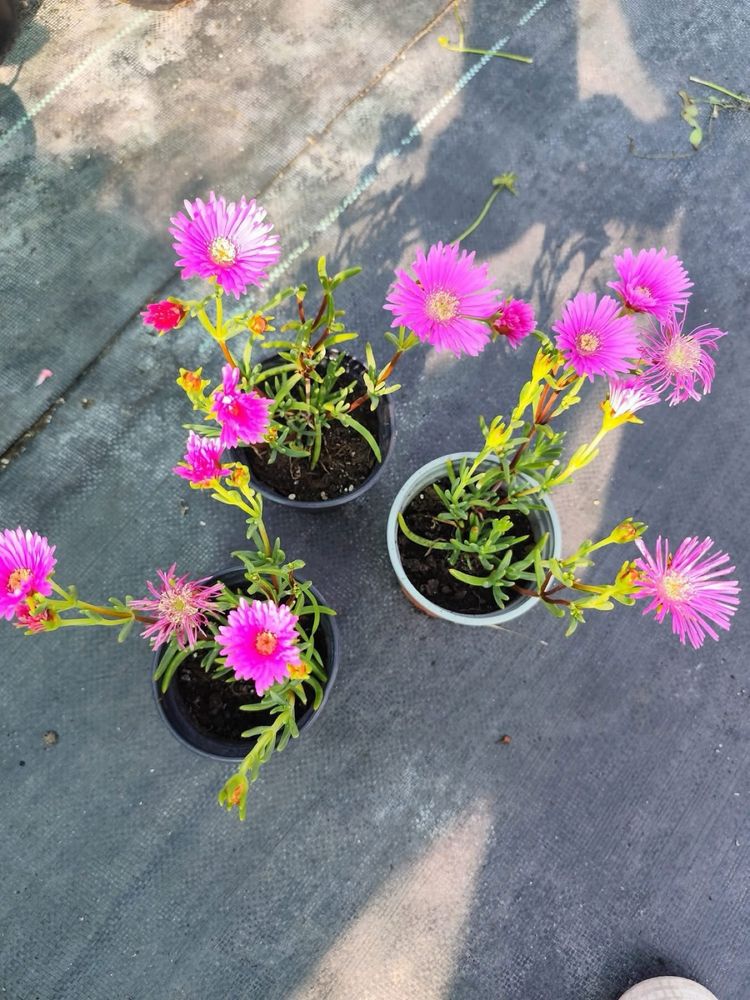 Ледено цвете /Fiori di Pinka Ice Plant  Делосперма