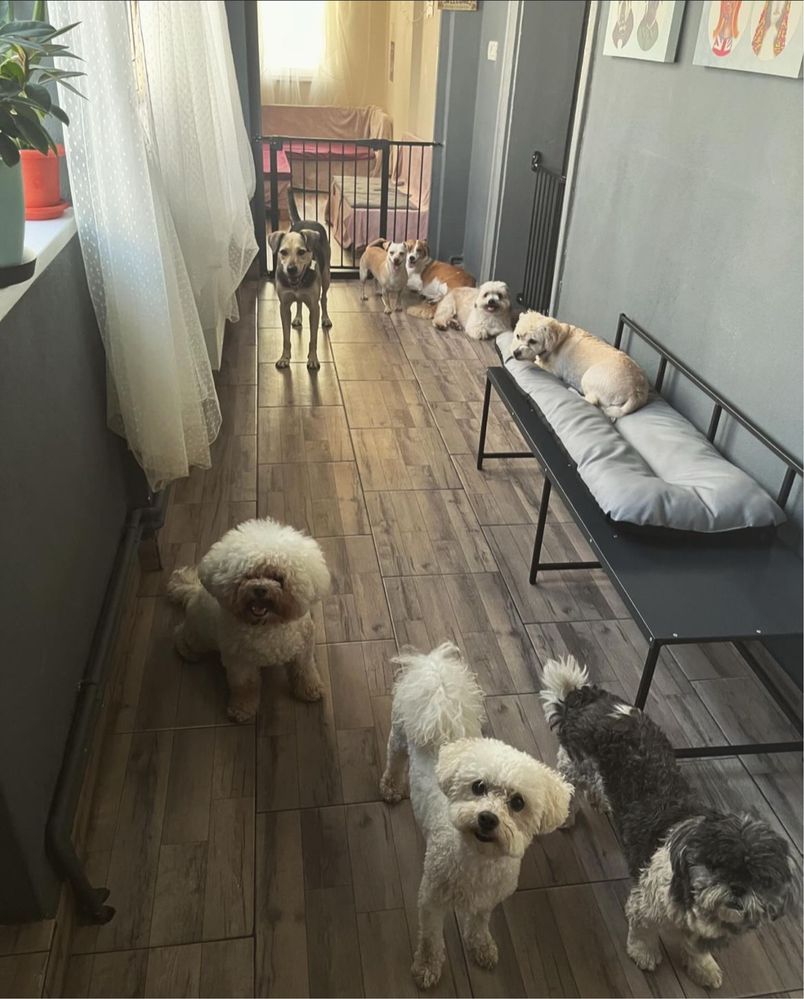 Pet sitter/ bona animale de companie
