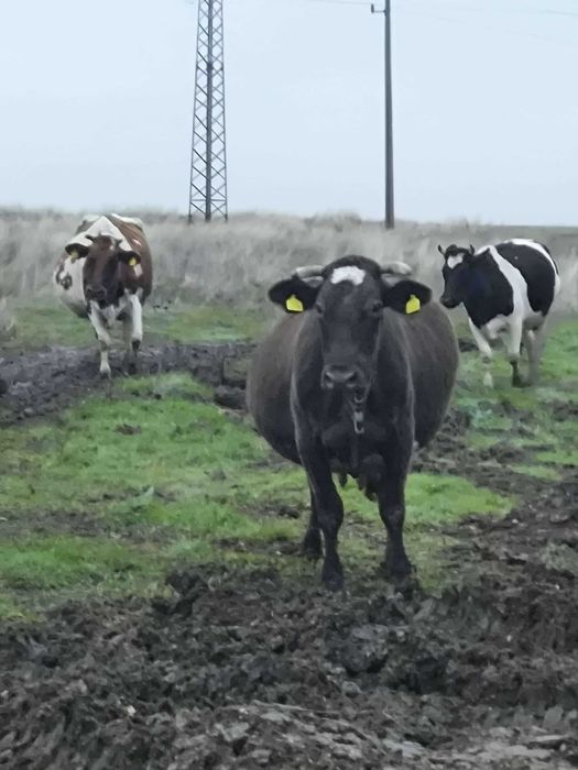 Продавам дойна крава