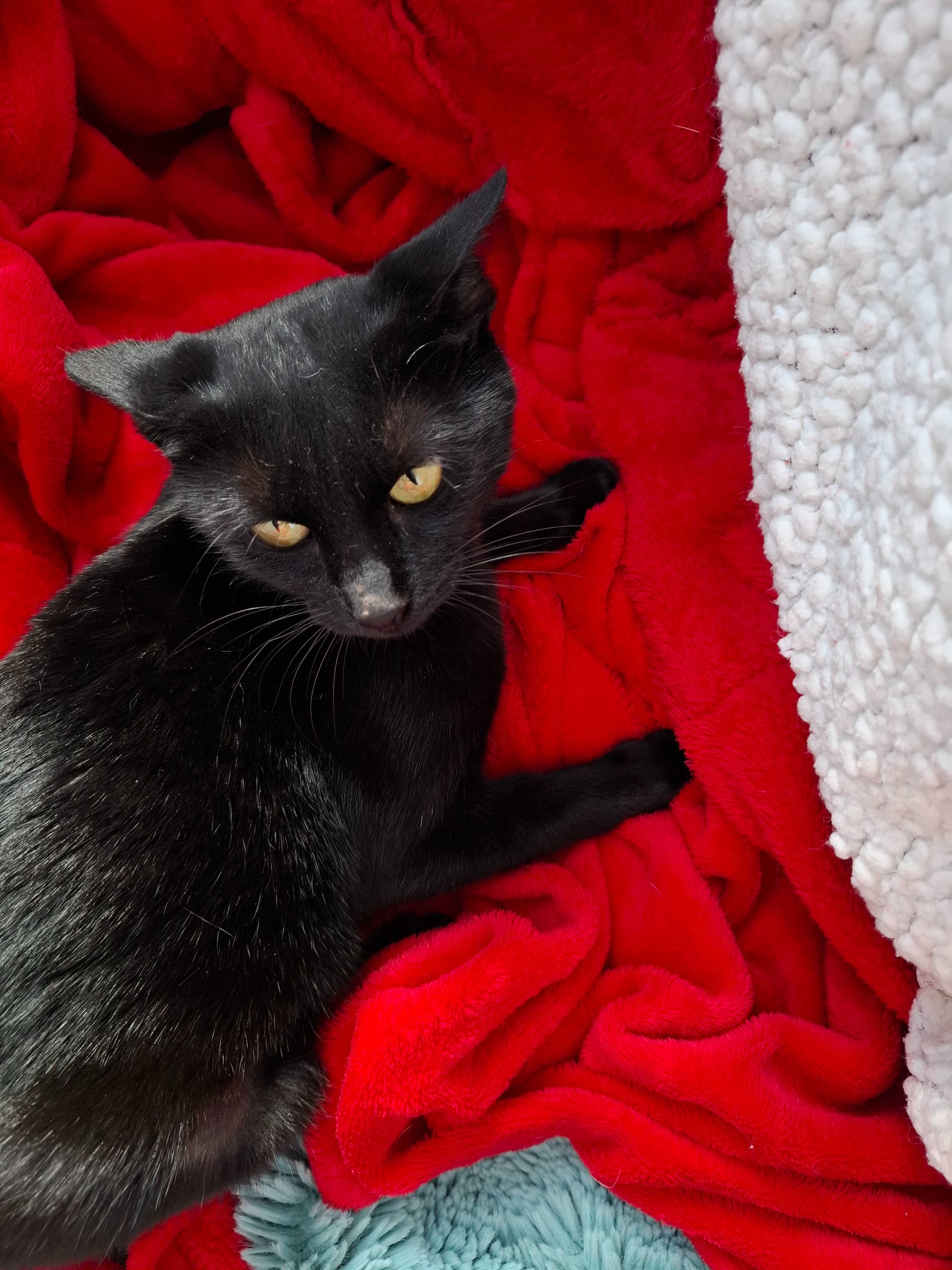 Adoptie pisica castrata neagra Hurem