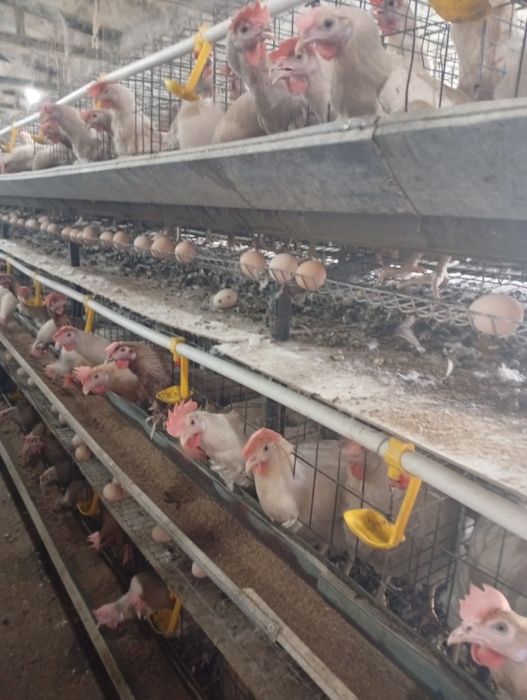 8-9 ойлик ваксиналари килинган товуклар сотилади