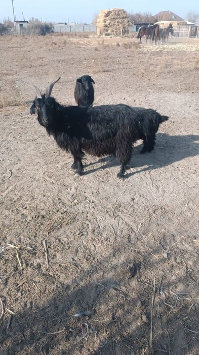 Коза и два козлёнка