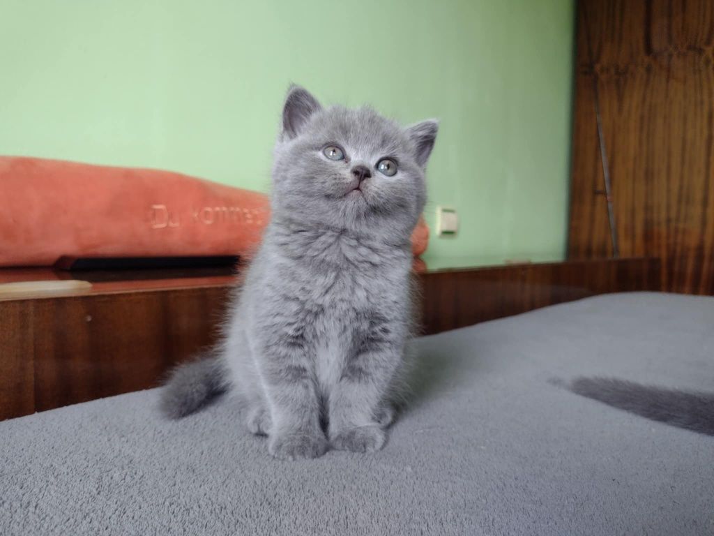 РАЗКОШНИ британчета