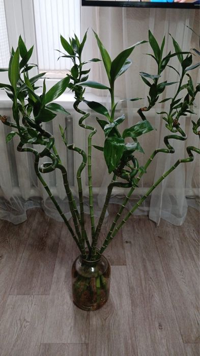 Продам комнатный Бамбук