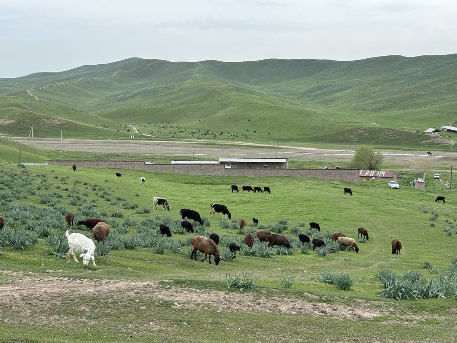 Ferma-kora sotiladi...