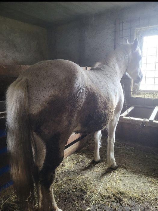 Vând iapă (bună de muncă)