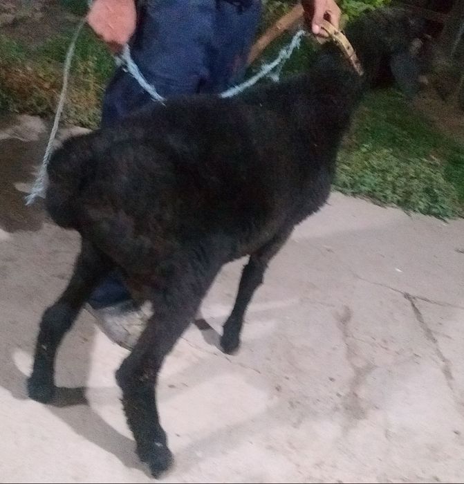 Arzon GAVDASI KATTA Semiz Xonaki Qora Qochqor sotiladi