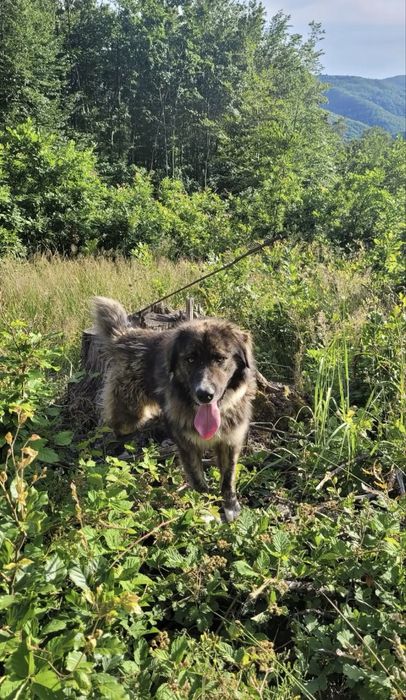 Ciobanesc carpatin spre adoptie