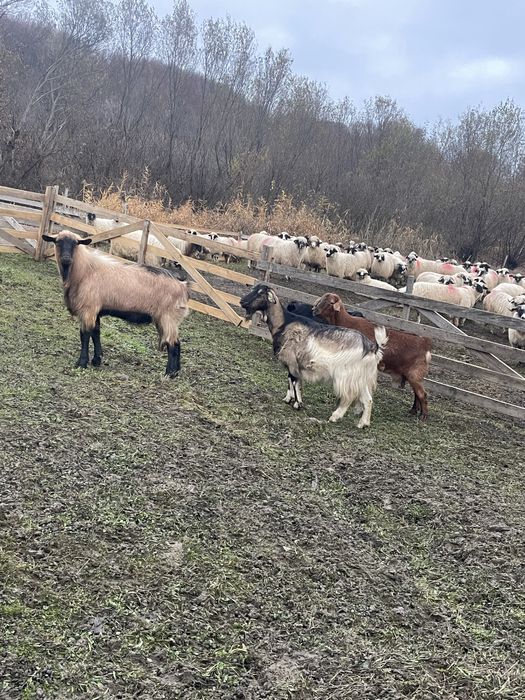 Vând 2 capre și un țap