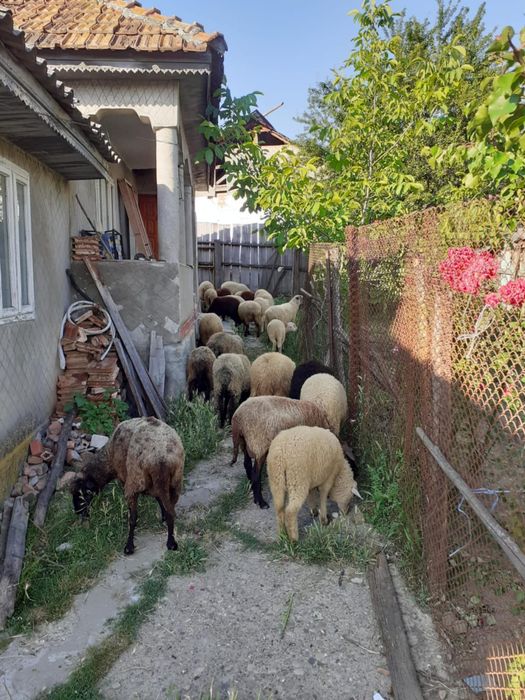 Vând oii tinere 9 miei 5 cârlan și 10 oii
