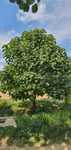 Copaci Paulownia, Se pot planta in ORICE ANOTIMP - Prețuri Avantajoase