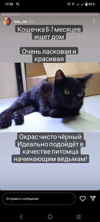 Котенок подросток