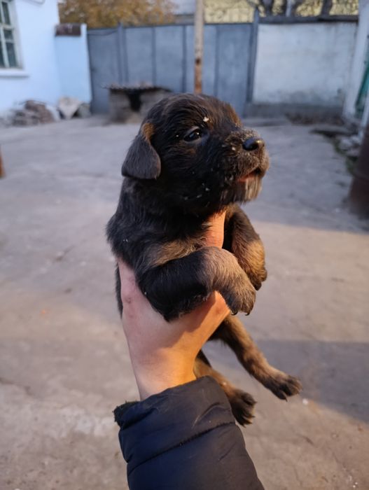 Щенки (питбуль).