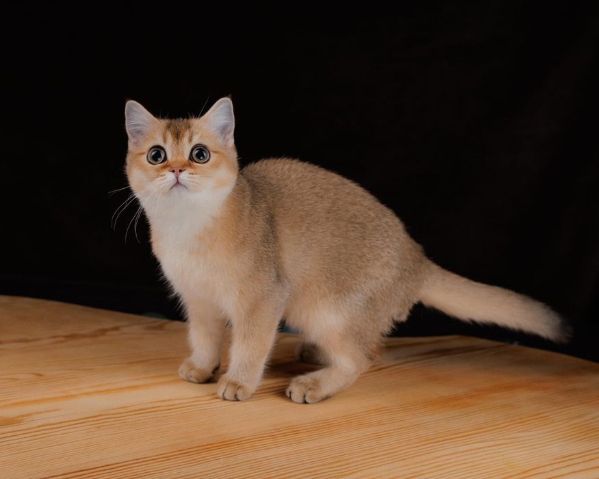 Золотая шиншилла девочка