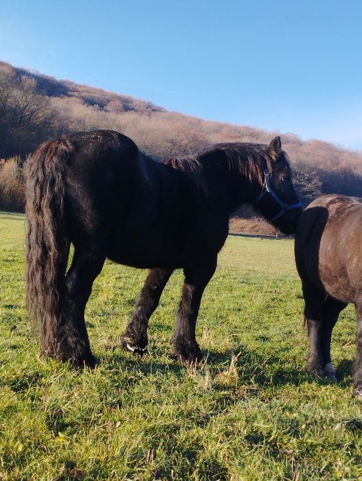 Iapă de vânzare ...