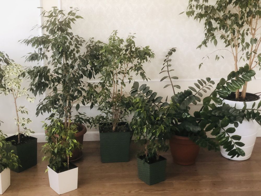 Продаются Фикусы и Замиокулькас