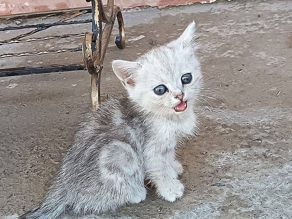 Slever shinshila mushuk.Серебристая шиншилла