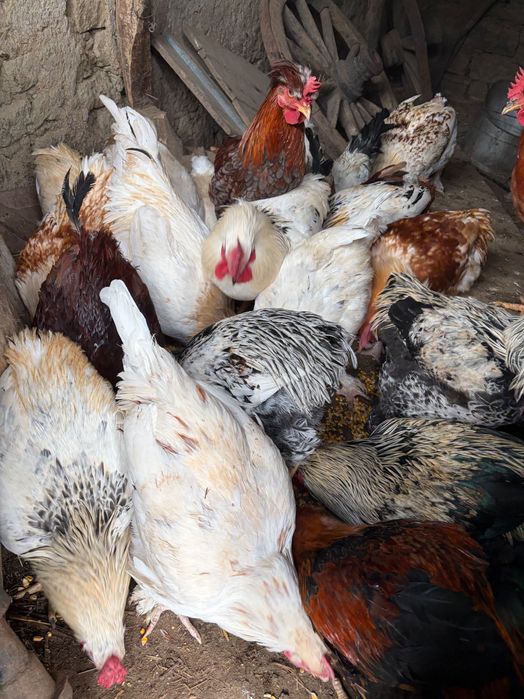 Домашни Петли за клане/отглеждане