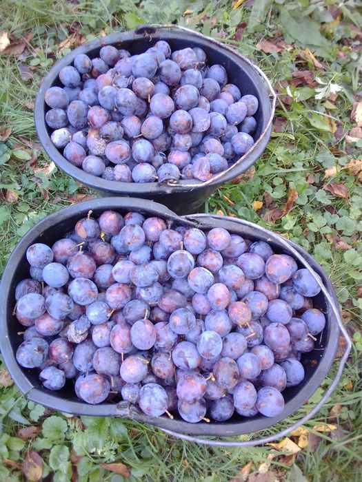 Vând prune pentru țuică