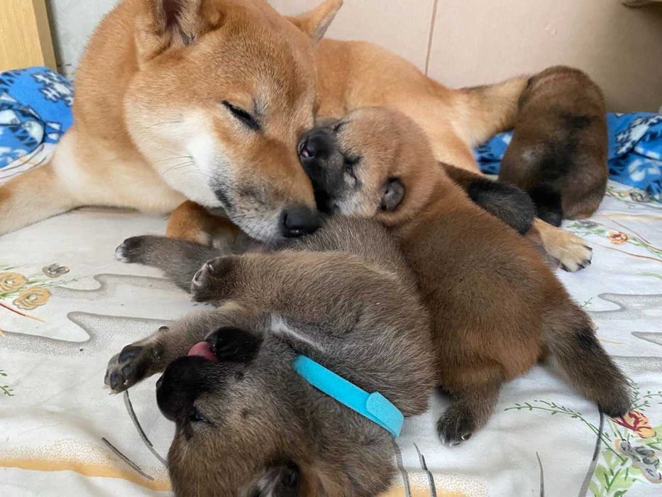 Хатико (shiba-inu) щенки бронь
