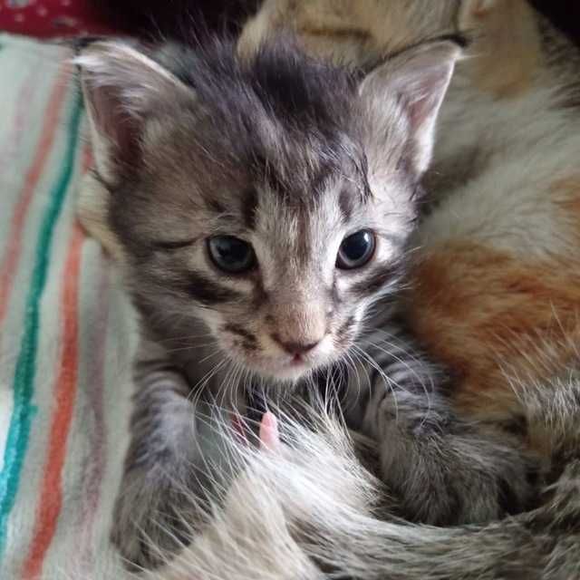 Отдаются в добрые руки котята, 2 месяца.