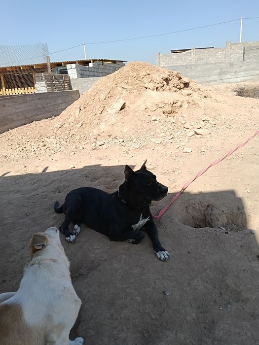 Собака питбул цена 1.5 жасар