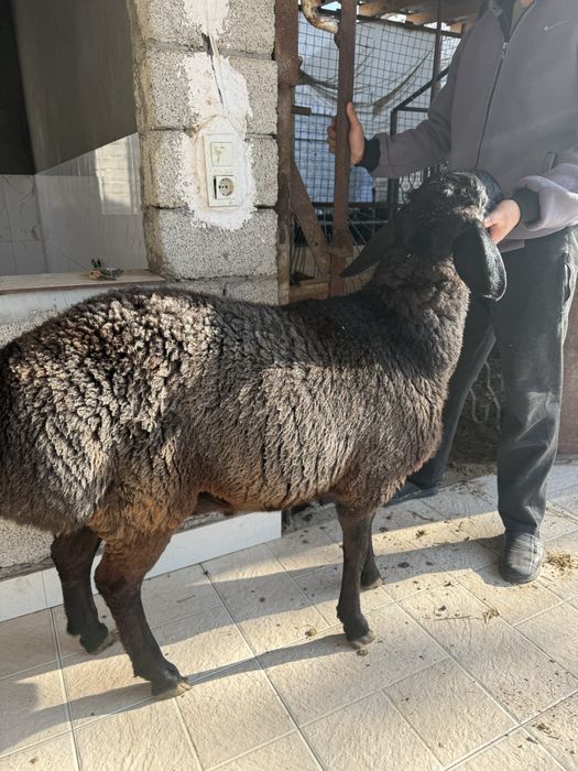 Qoʻchqorlar sotiladi qoʻy qoylar