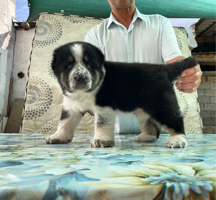 Щенок Алабая ( Супер Гигант ) чистокровный