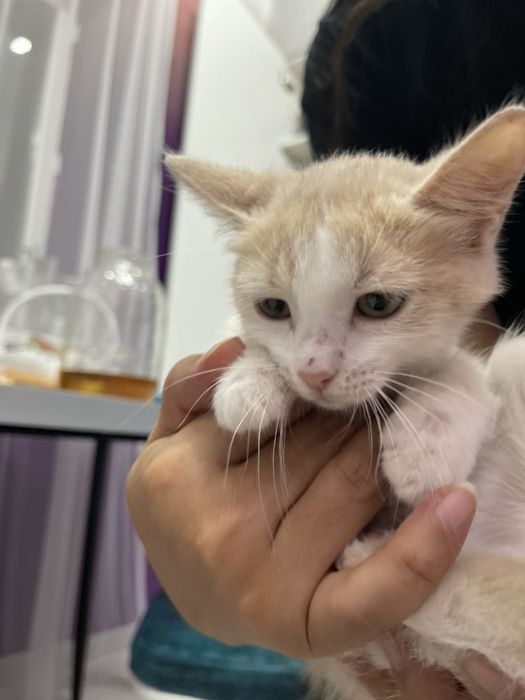 Отдам кота в хорошие руки