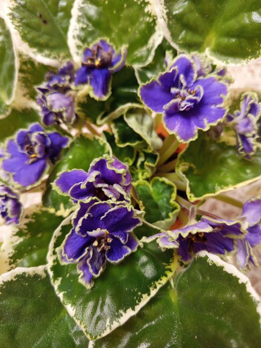 Продам шикарные цветущие сорта пестролистных фиалок