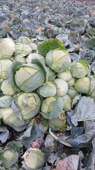 Vând varză de Buzău