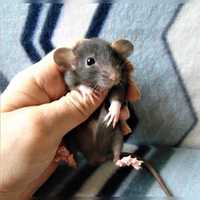Крысы Дамбо разных окрасов (1месяц) в зоомагазине «Живая Природа»