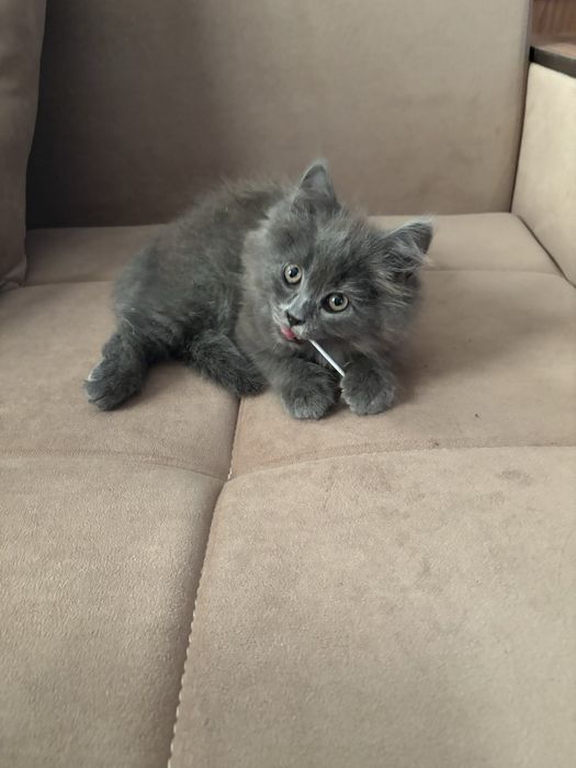 Отдам кошечку в хорошие руки